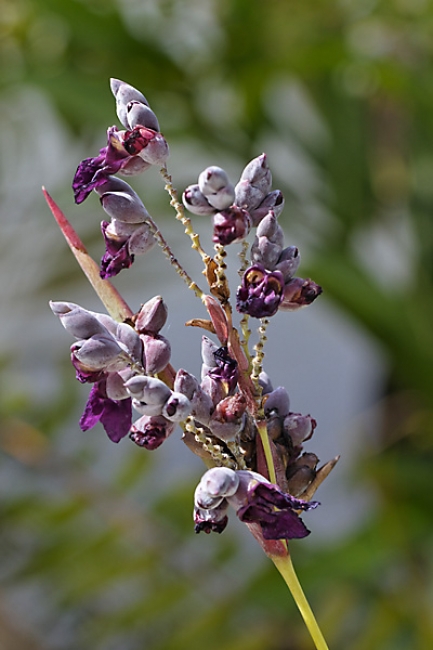 Fleurs Nanthawan Aout 2010-005
